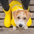 犬が雨に濡れたら毎…