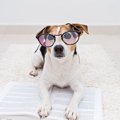 犬の血統書とは？必…