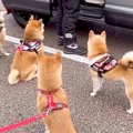 犬たちが『推しの出…