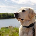 犬はお店の外で飼い…