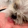 18年生きた老犬→心音…