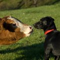 犬の嗅覚を使って牛…