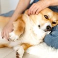 犬が『触られたくな…