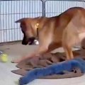 警戒心が強い元野犬…