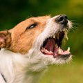 犬が飼い主にしつこ…