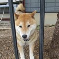 犬が飼い主の帰宅時…