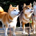 柴犬親子のお散歩写…