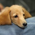 犬が色んなものに『…
