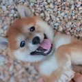 仕事中に可愛い犬の…