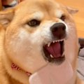 『アゴは嫌なの』犬…