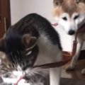 行かせない！猫ちゃ…