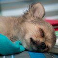 愛犬のてんかんの状…