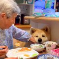 秋田犬の前でご飯を…