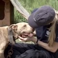 367は命の数。闘犬繁…