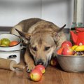 犬にとって「消化の…
