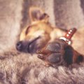 犬と猫の肉球の違い…