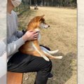 ドッグランで「犬見…