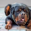 犬が吐く寸前に見せ…