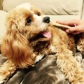 【お家でやりたい】…