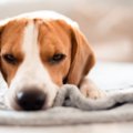 犬が『居心地が悪い…