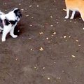 『犬見知りワンコ』…