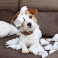 犬が飼い主に隠れて…