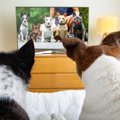 犬の留守番中は電気…