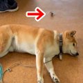 廊下で寝ている犬の…