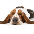 犬が『暇だな～』と…
