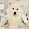 キッチンで大型犬が…