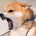 本気で噛む犬がプロ…