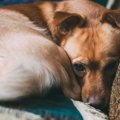 『臆病な性格』の犬…