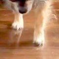 『ぼくのばん…ですよ…