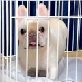 犬が『ケージに閉じ…