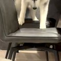 ふいに椅子に乗って…