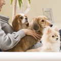 犬種別甘えん坊ランキング