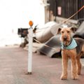 犬の盗難の被害にあ…