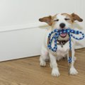犬のリードに関連す…