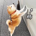 柴犬と空港までお出…