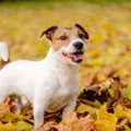 愛犬の『なつき度』…