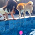 プールにボールを落…