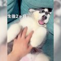 赤ちゃんハスキー犬…