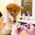飼い主のエゴになっ…