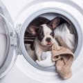 犬がしていたら絶対…