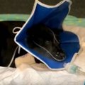 火事で愛犬とはぐれ…