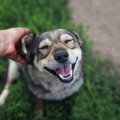 犬が最高に喜ぶ『撫…