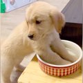 子犬に水を飲んでほ…