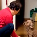 犬を飼うのに反対し…