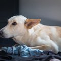 『気弱な犬』にして…