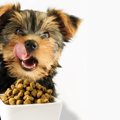 犬がご飯を食べると…